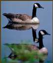 Canadian Geese are often seen and heard in the San Juan Islands.