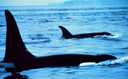Picture of an Orca Whale Pod (Killer Whales)San Juan Islands.
